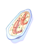 Chile Shrimp Gratin