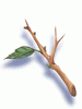 Strange Branch