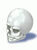 Wanderer's Skull