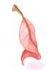 Red Herb