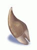 Ogre Tooth